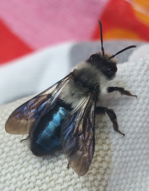 Andrena cineraria - hamvas bányászméh