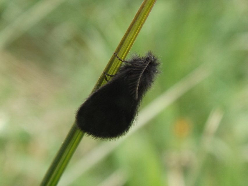 Epichnopterix plumella kovacsi - magyar zsákhordólepke