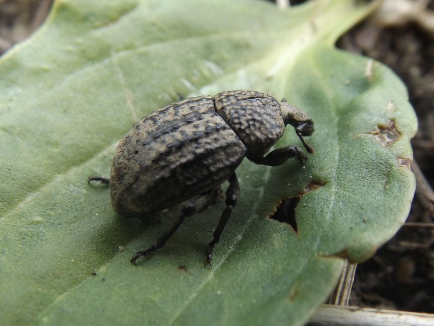 Minyops variolosus - nyugati bordásormányos