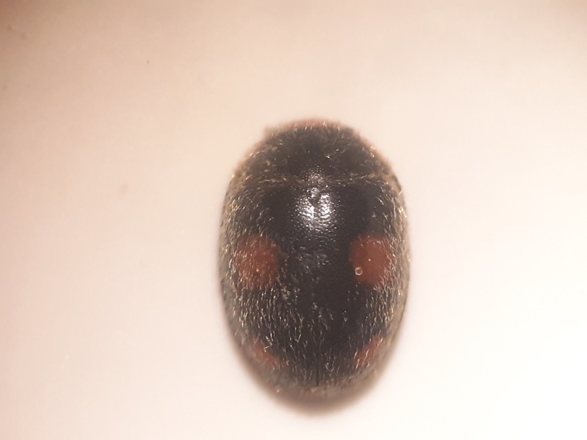 Platynaspis luteorubra - négypettyes szerecsenkata