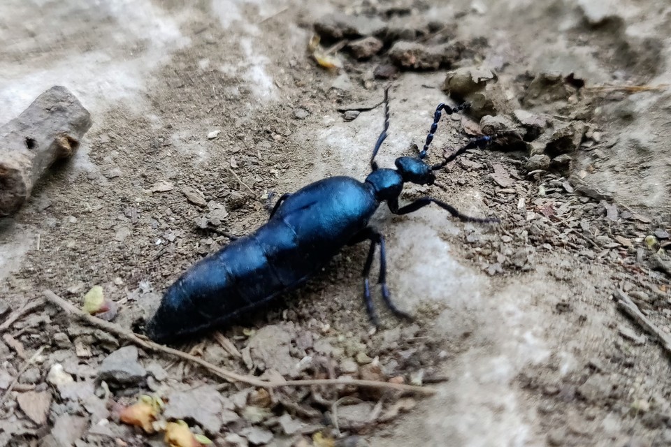 Meloe violaceus - kék nünüke