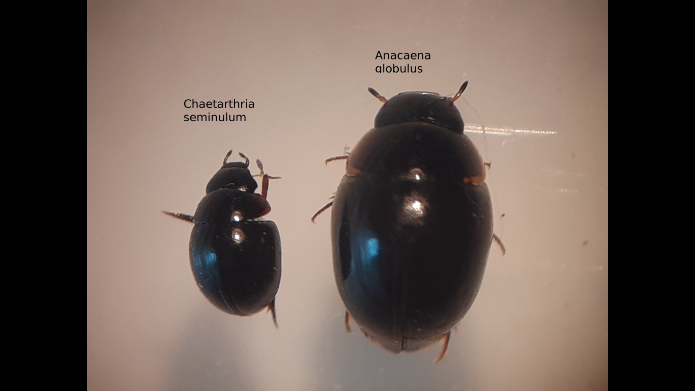 Chaetarthria seminulum - gömbcsiborka