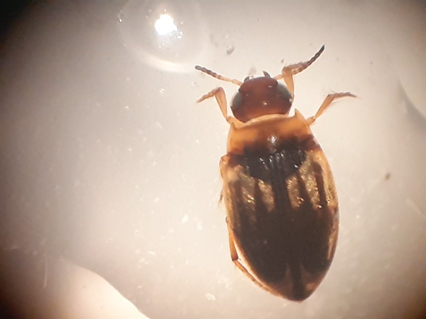 Hydroglyphus geminus - gyakori paránycsíkbogár
