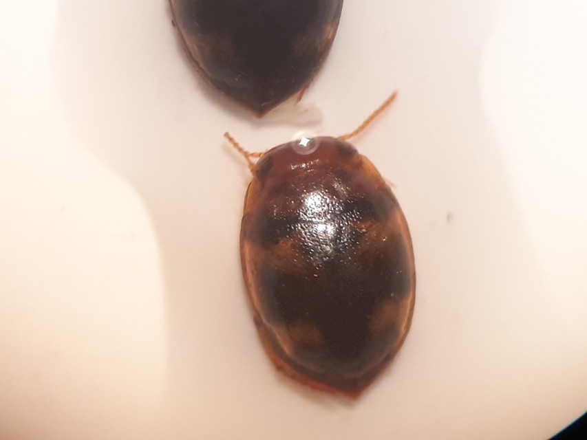 Hydrovatus cuspidatus - hegyesszárnyú csíkbogár
