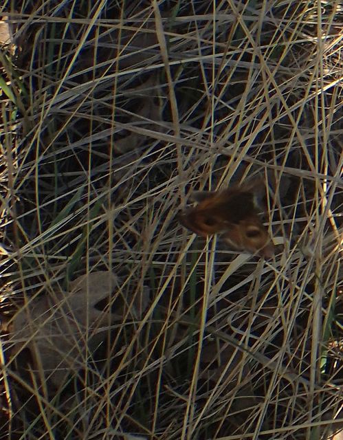 Saturnia pavoniella/pavonia Saturnia pavoniella/pavonia