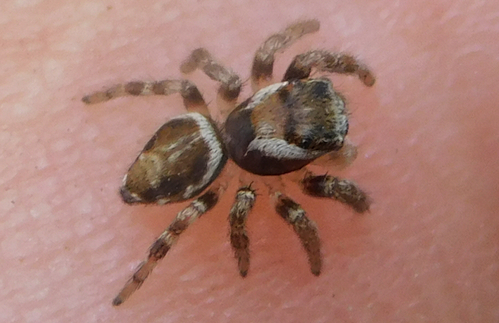 Evarcha falcata - közönséges ugrópók