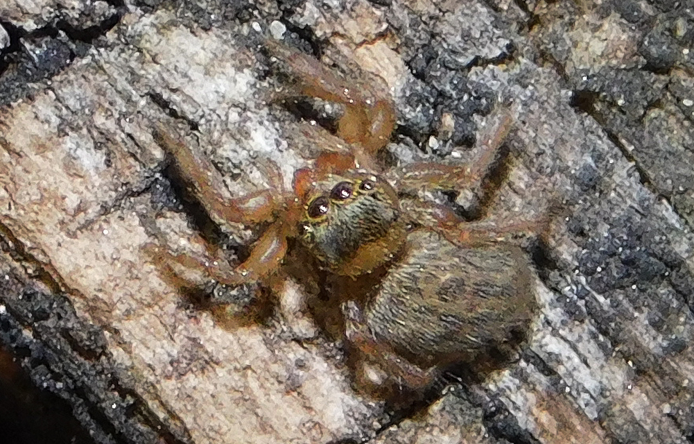 Euophrys frontalis - háromszöges ugrópók