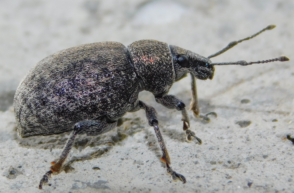 Otiorhynchus ligustici - vincellér-gyalogormányos