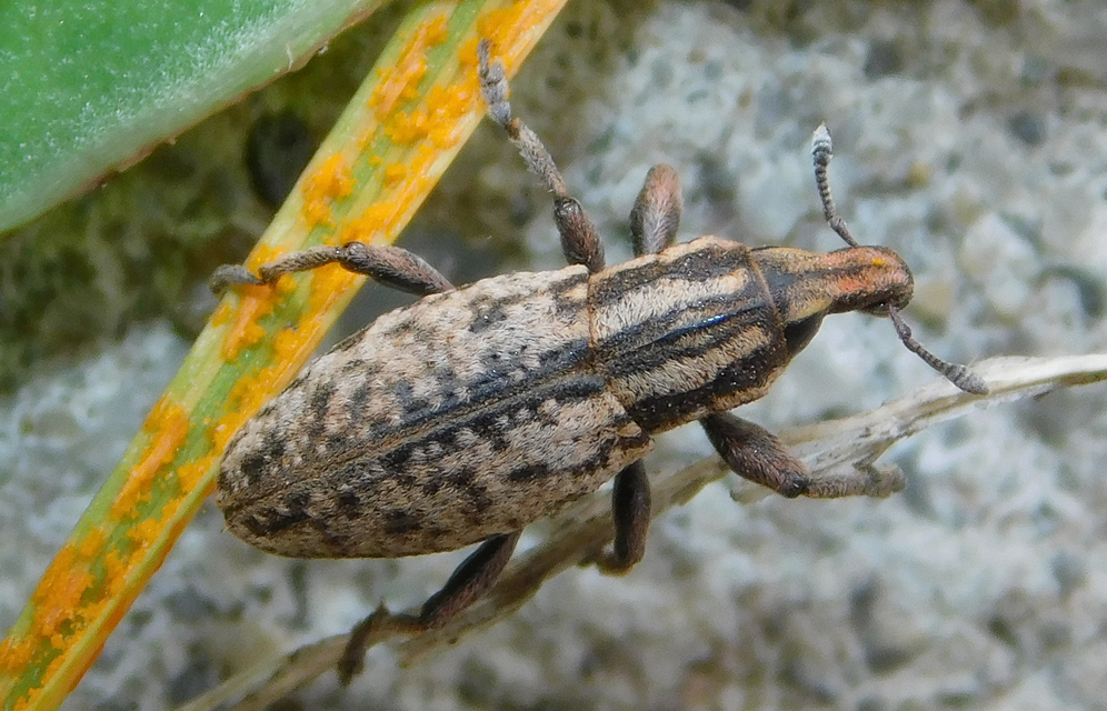 Pseudocleonus cinereus - hamvas barkó