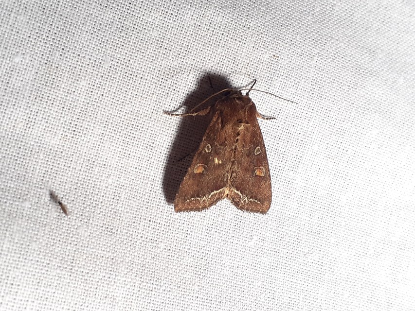 Lacanobia oleracea - saláta-kertibagoly
