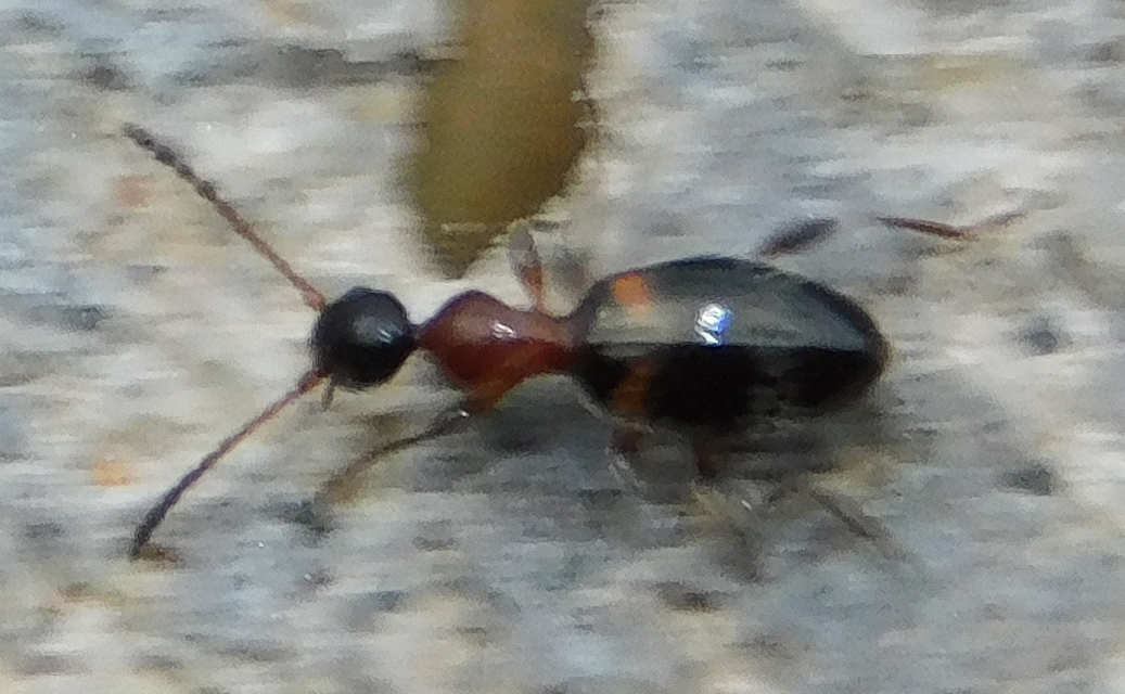 Anthelephila pedestris - hangyaszerű fürgebogár