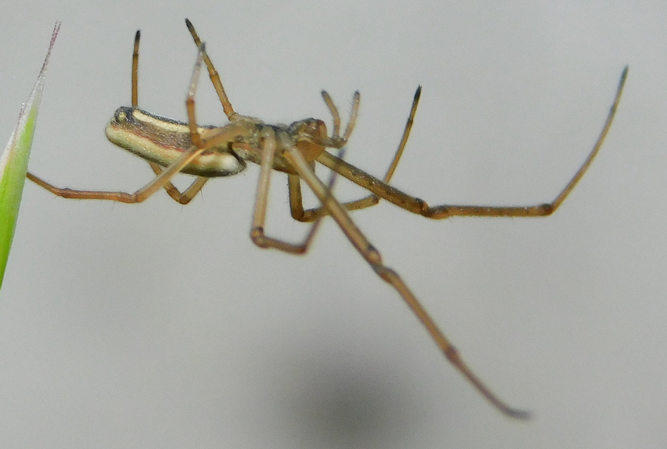 Tetragnatha