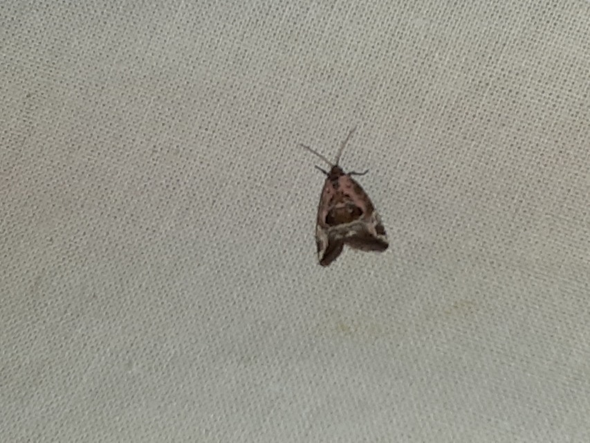 Hapalotis venustula - rózsaszínű mázasbagoly