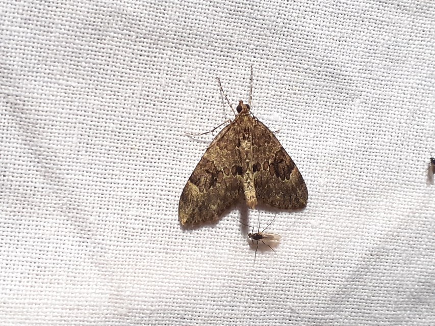 Thera variata - változékony fenyőaraszoló