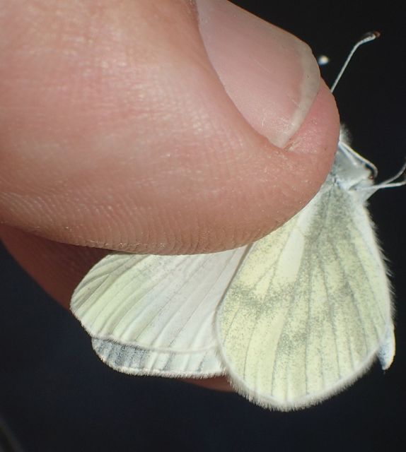 Leptidea sinapis/juvernica