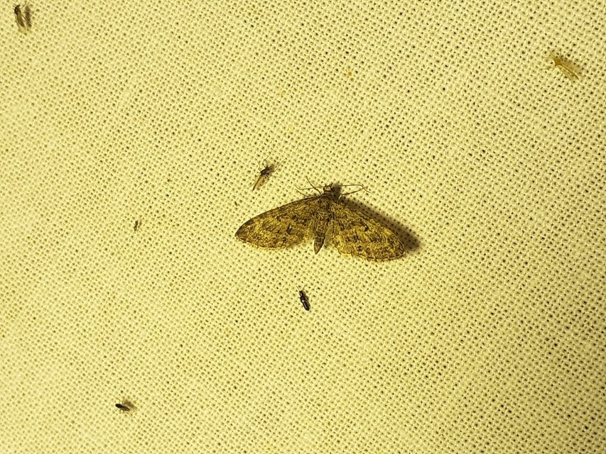 Eupithecia dodoneata - tölgy-törpearaszoló