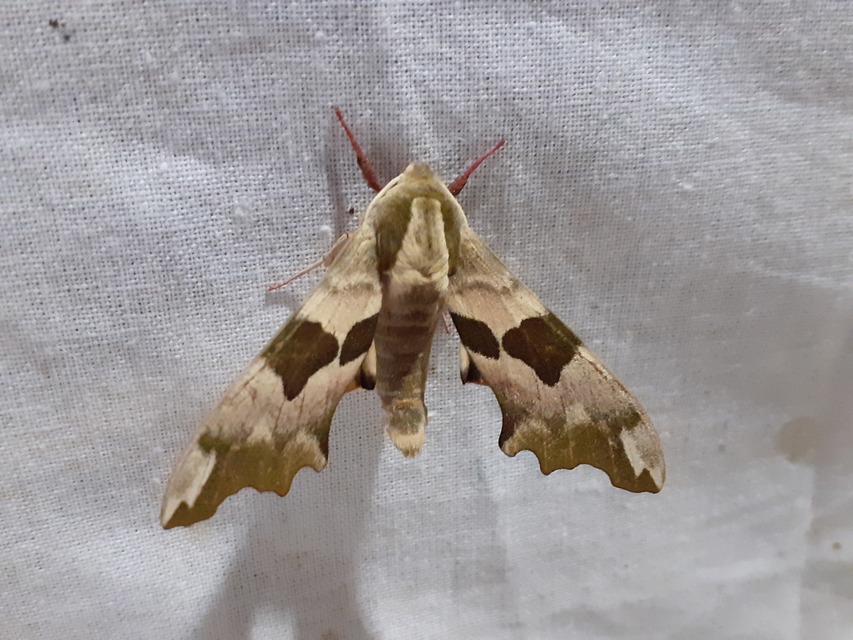 Mimas tiliae - hársfaszender