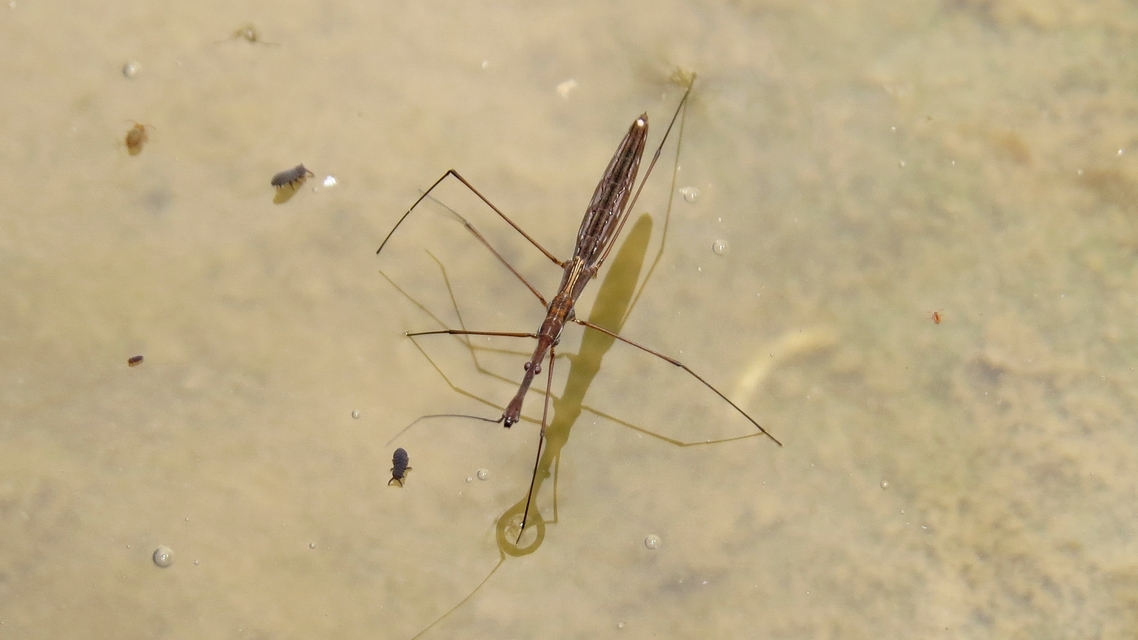 Hydrometra stagnorum - közönséges vízmérő poloska