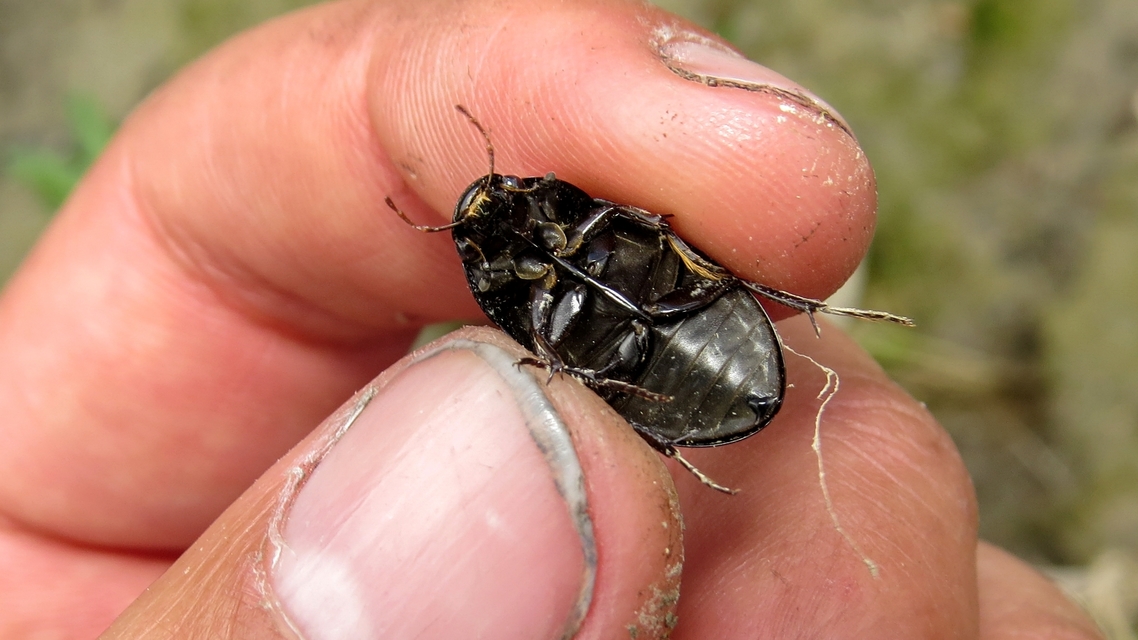 Hydrochara caraboides - kis csibor