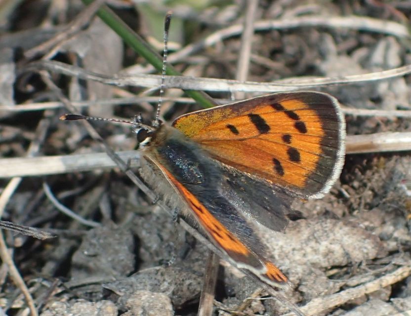 Lycaena phlaeas - közönséges tűzlepke