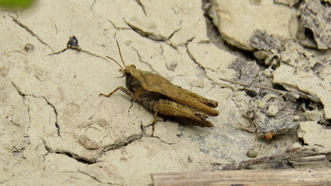 Tetrix subulata - közönséges tövishátúsáska