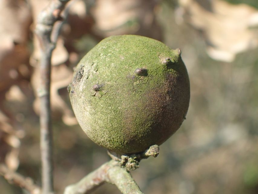 Andricus quercustozae
