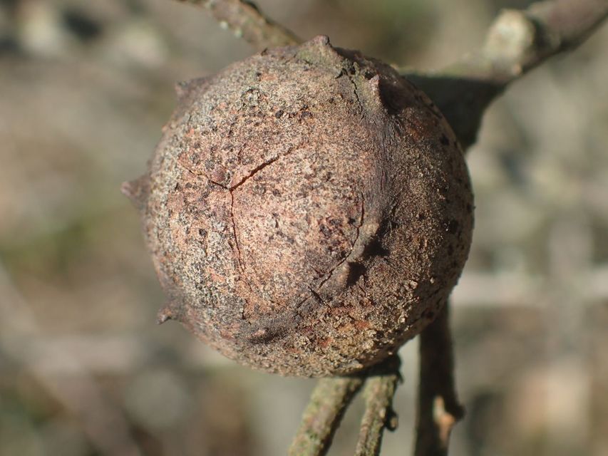 Andricus quercustozae
