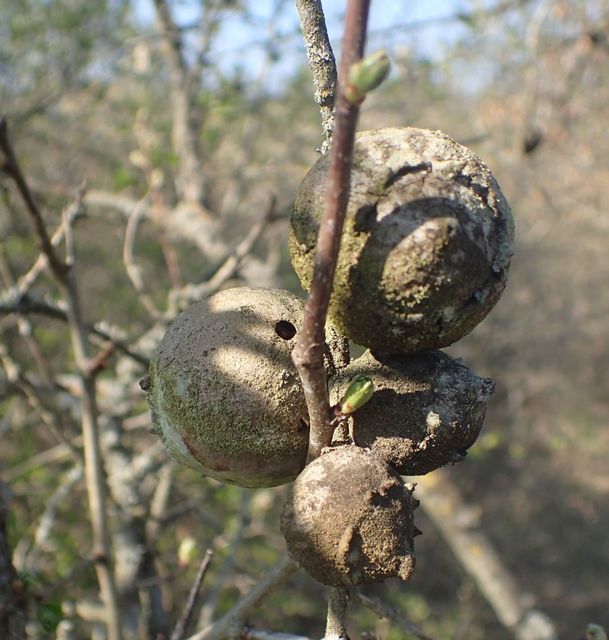 Andricus quercustozae
