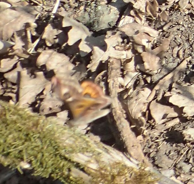 Saturnia pavoniella/pavonia