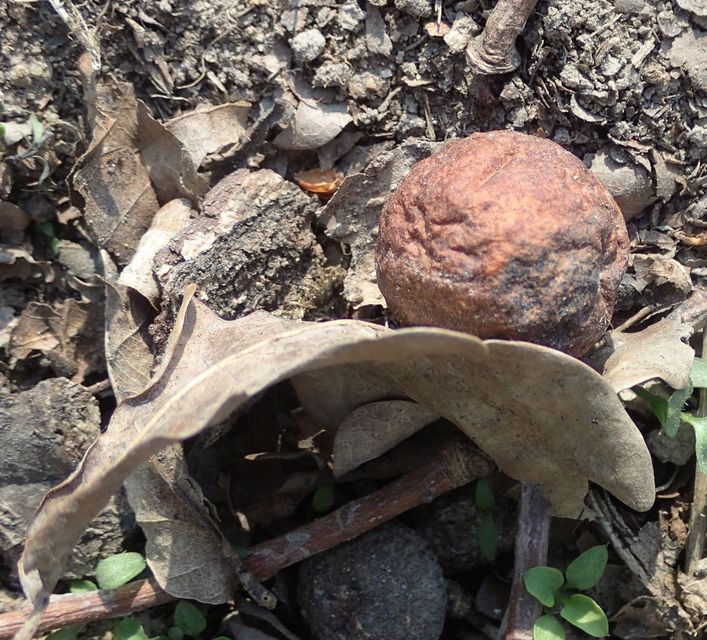 Cynips quercusfolii - golyógubacsdarázs