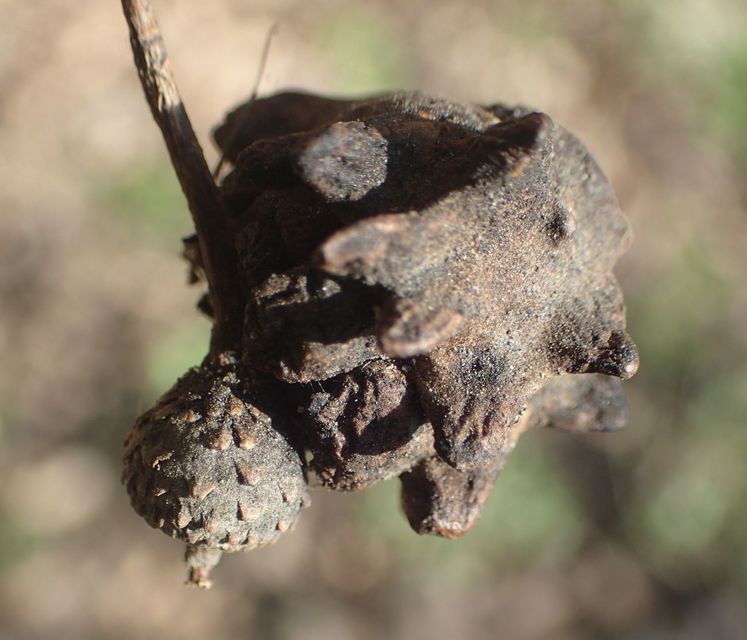 Andricus quercuscalicis - suskagubacsdarázs