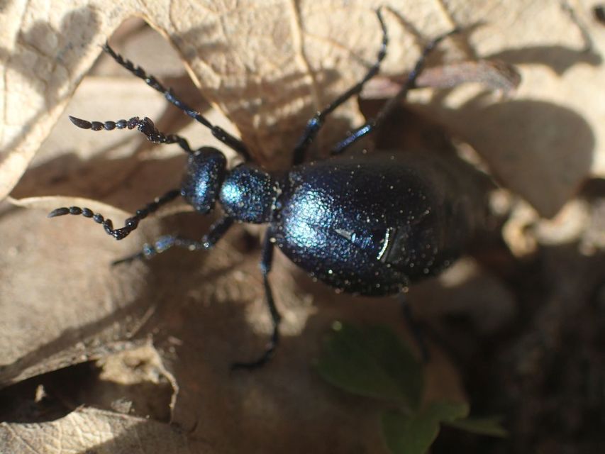 Meloe violaceus - kék nünüke