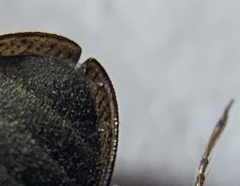 Helophorus