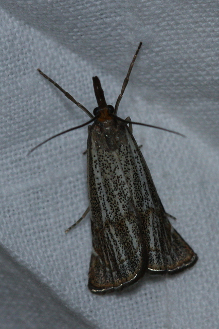 Thisanotia chrysonuchella - tavaszi fűgyökérmoly
