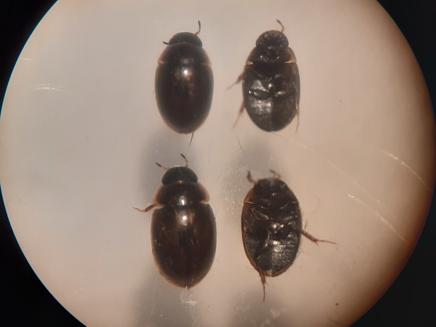 Anacaena limbata - gyakori kerekcsibor