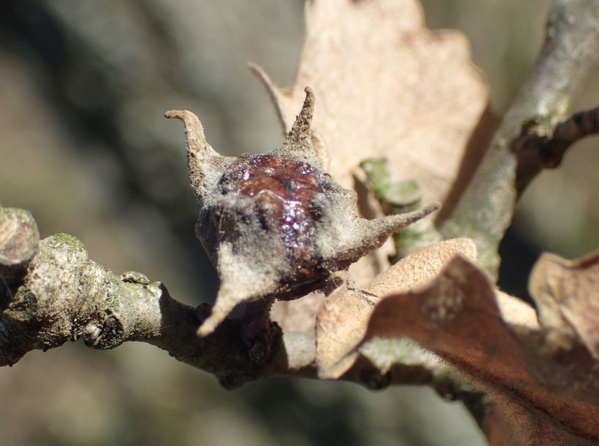Andricus coronatus