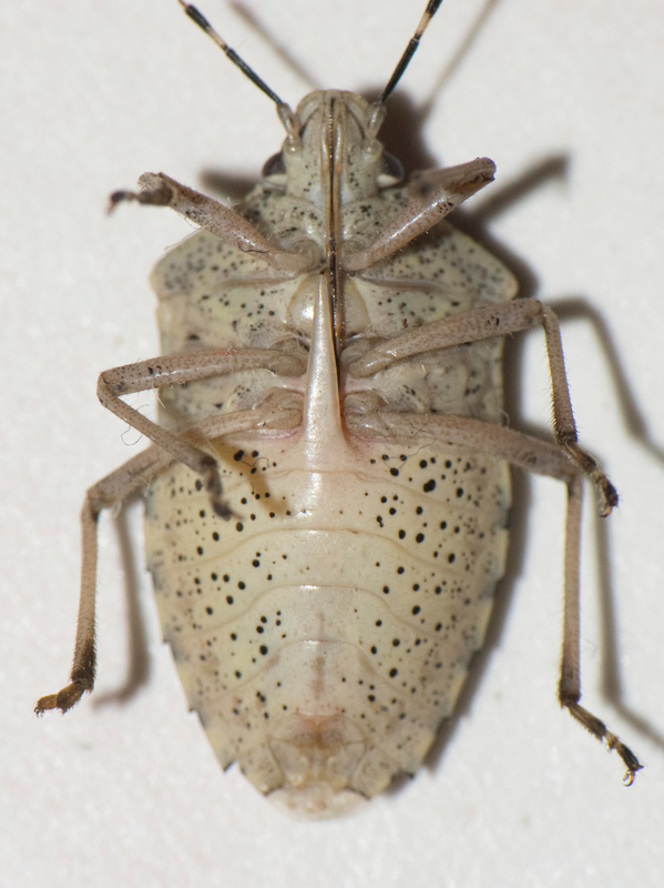 bencepoloska hasi oldala