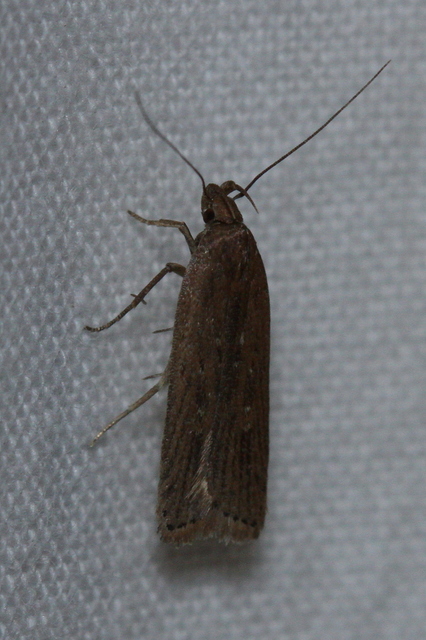 Helcystogramma triannulella - szuláksodró lápimoly