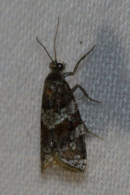 Argyrotaenia ljungiana - ékes sodrómoly