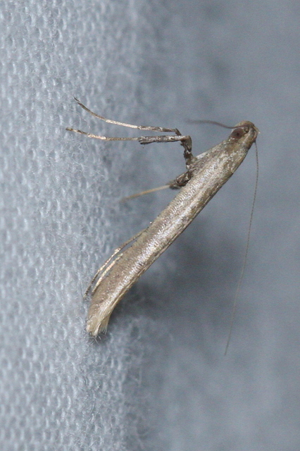 Caloptilia roscipennella - diógöngyölő keskenymoly