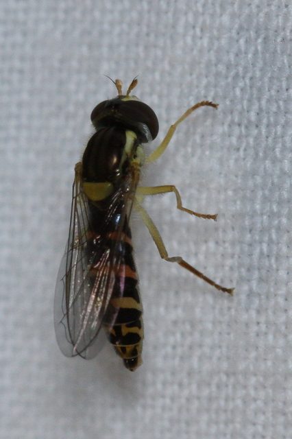 Sphaerophoria