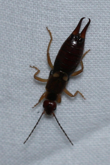 Forficula auricularia - közönséges fülbemászó