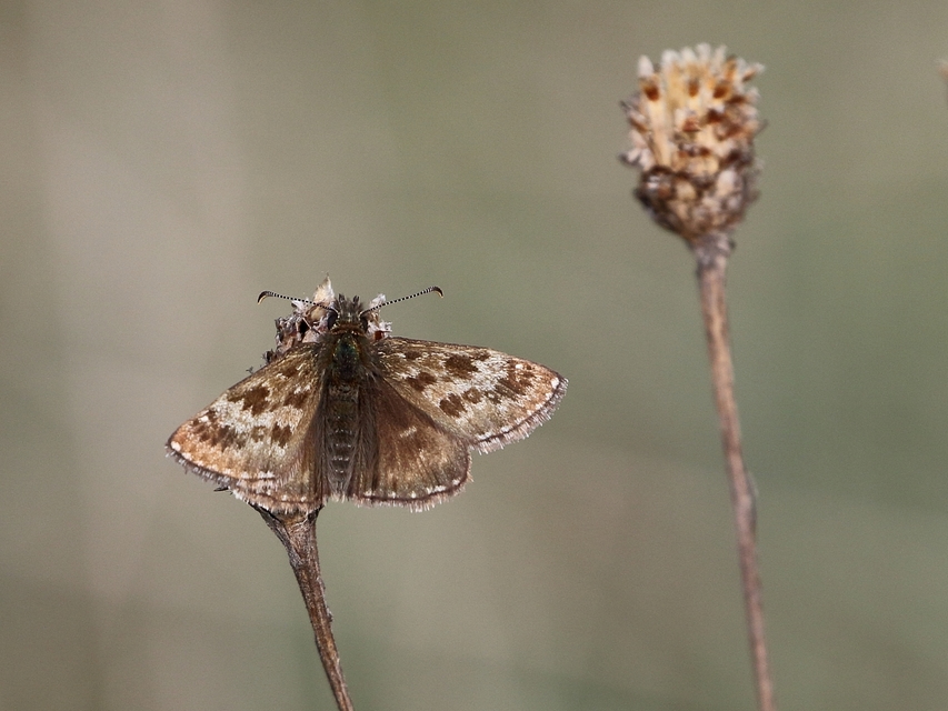 Erynnis tages - cigánylepke
