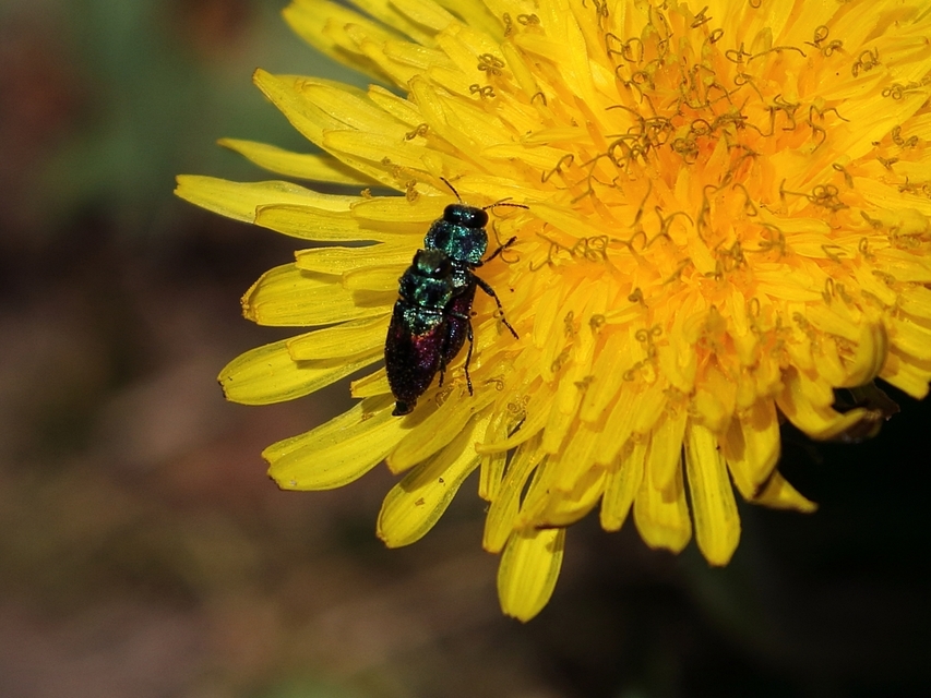 Anthaxia salicis - bíboros virágdíszbogár