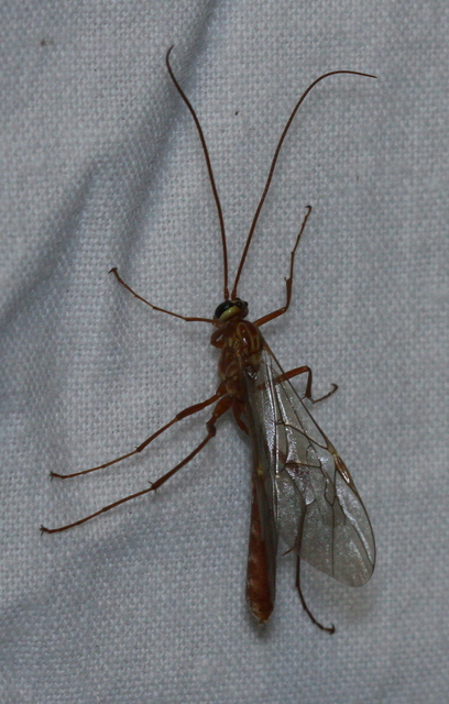 Ophion obscuratus