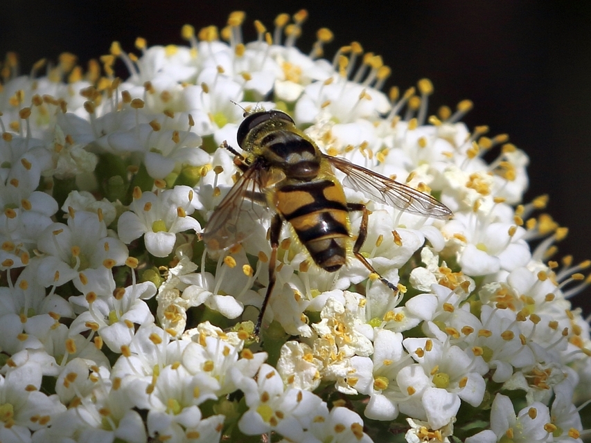 Myathropa florea - halálfejes odúlégy