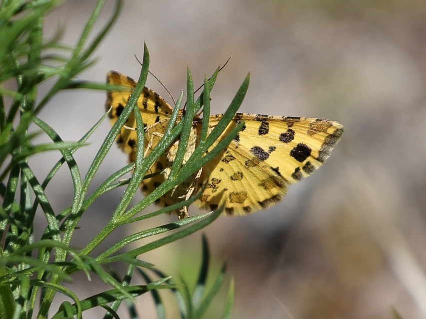 Pseudopanthera macularia - párducfoltos araszoló