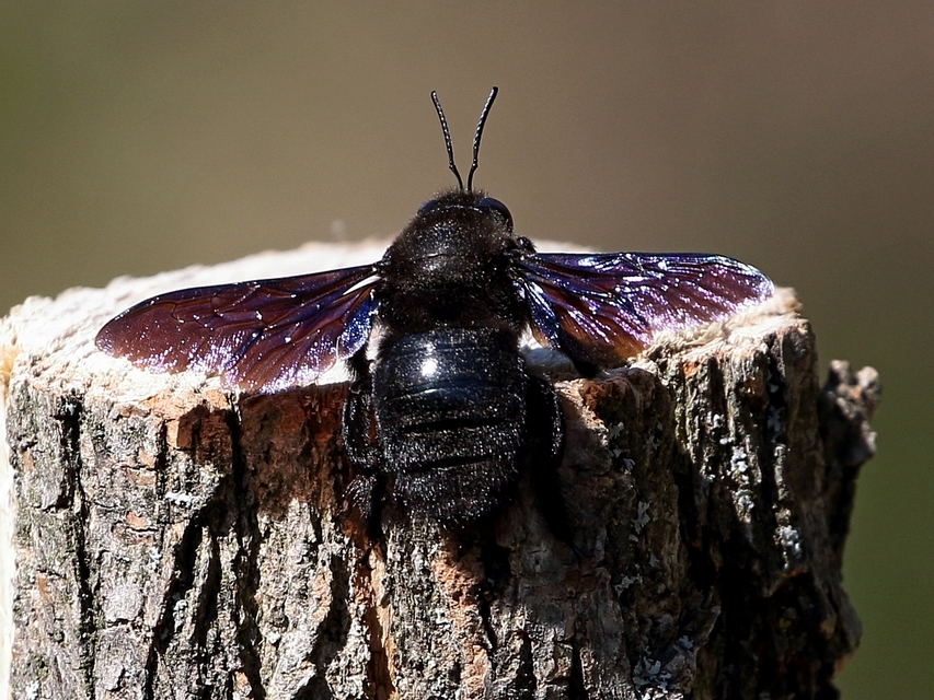 Xylocopa