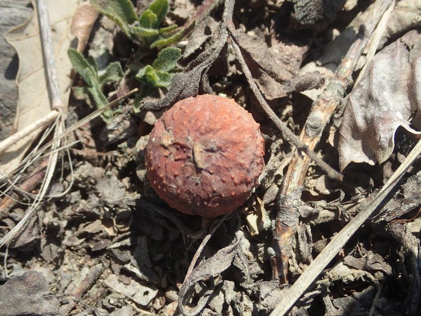 Cynips quercusfolii - golyógubacsdarázs