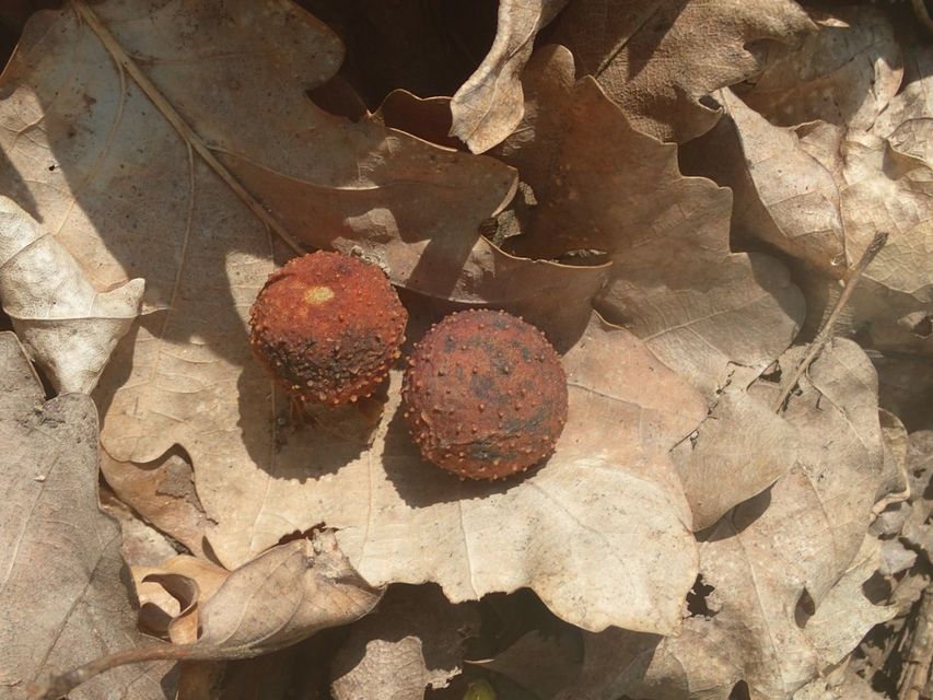Cynips quercusfolii - golyógubacsdarázs